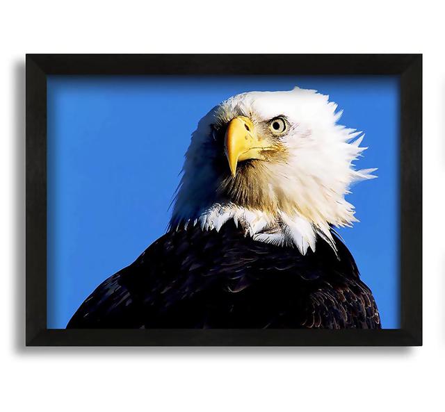 Eagle Stare - Picture Frame Photograph on Canvas Alpen Home Size: 21cm H x 30cm W x 10cm D on Productcaster.