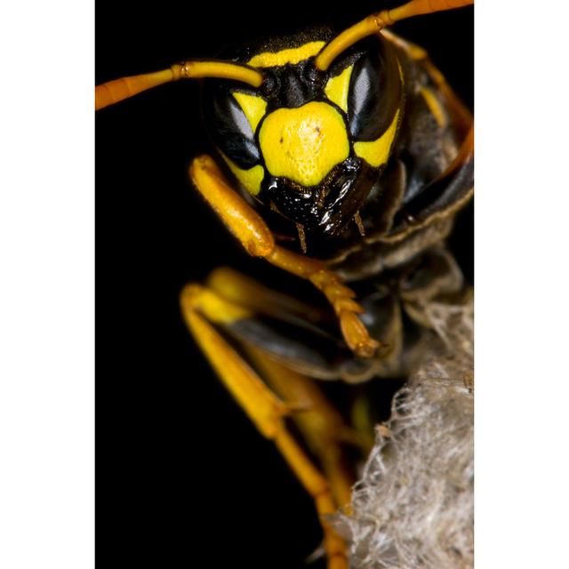 Huron Wasp by 8ran - Wrapped Canvas Photograph Ebern Designs Size: 91cm H x 61cm W x 3.8cm D on Productcaster.