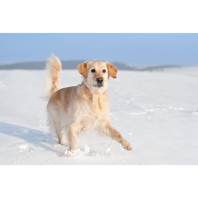 Playful Golden Retriever In The Snow by PK-Photos - No Frame Art Prints on Canvas 17 Stories Size: 81cm H x 122cm W on Productcaster.