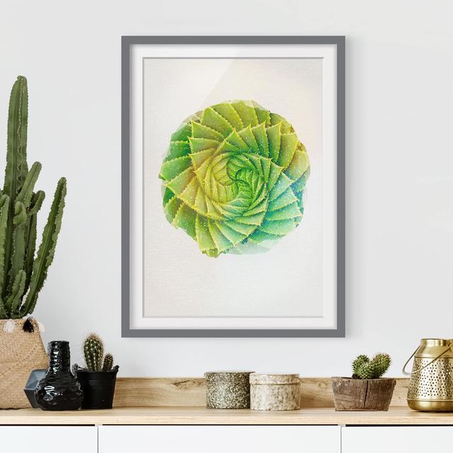 Spiral Aloe - Picture Frame Graphic Art Bay Isle Home Size: 70cm H x 50cm W x 2cm D, Frame Option: Grey Framed on Productcaster.