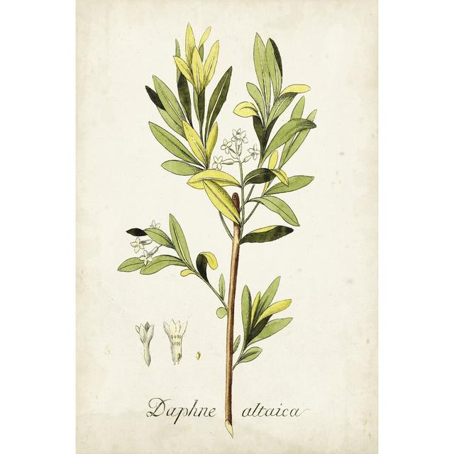 Antique Herb Botanical IV - Wrapped Canvas Painting Brambly Cottage Size: 76cm H x 51cm W on Productcaster.