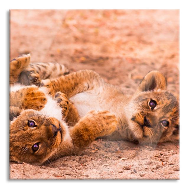 Playing Lion Cubs - Unframed Photograph on Glass Ebern Designs Size: 80cm H x 80cm W on Productcaster.