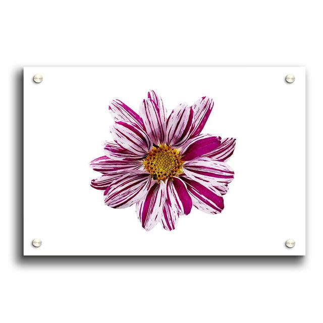 White Stripes Flowers - Unframed Photograph Print on Acrylic East Urban Home Size: 29.7cm H x 42cm W on Productcaster.