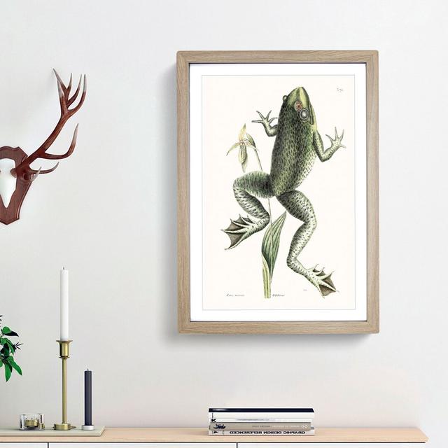 Bull Frog by Mark Catesby - Picture Frame Art Print East Urban Home Frame Option: Oak Framed, Size: 48cm H x 36cm W x 2cm D on Productcaster.