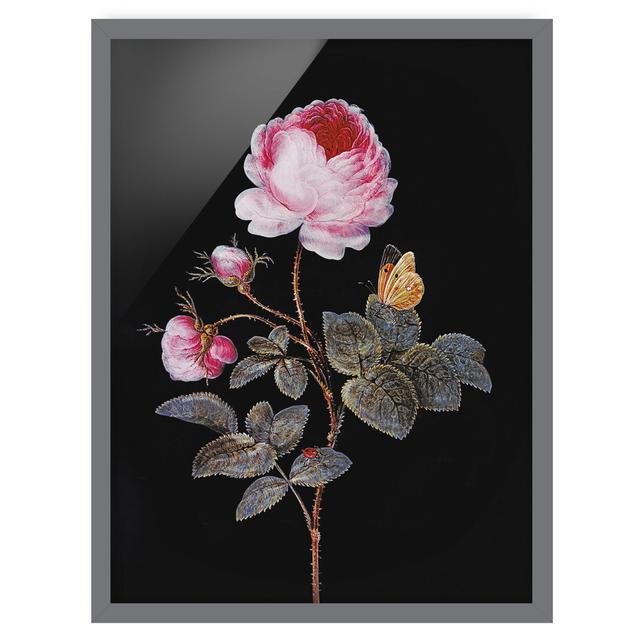 The Hundred-Petalled Rose by Barbara Regina Dietzsch - Picture Frame Painting Rosalind Wheeler Size: 55cm H x 40cm W x 2cm D, Frame Option: Grey on Productcaster.