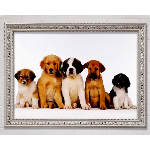 Dog Family Framed Print Bright Star Size: 21cm H x 29.7cm W3cm D on Productcaster.