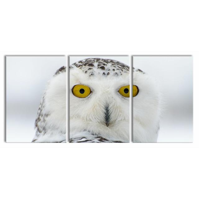 Watchful Snow Owl - 3 Piece Photographic Print on Canvas East Urban Home Size: 100 cm H x 210 cm W on Productcaster.