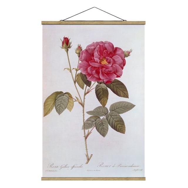 Apothecary Rose by Pierre Joseph Redoute - Unframed Graphic Art August Grove Size: 150cm H x 100cm W x 0.3cm D on Productcaster.