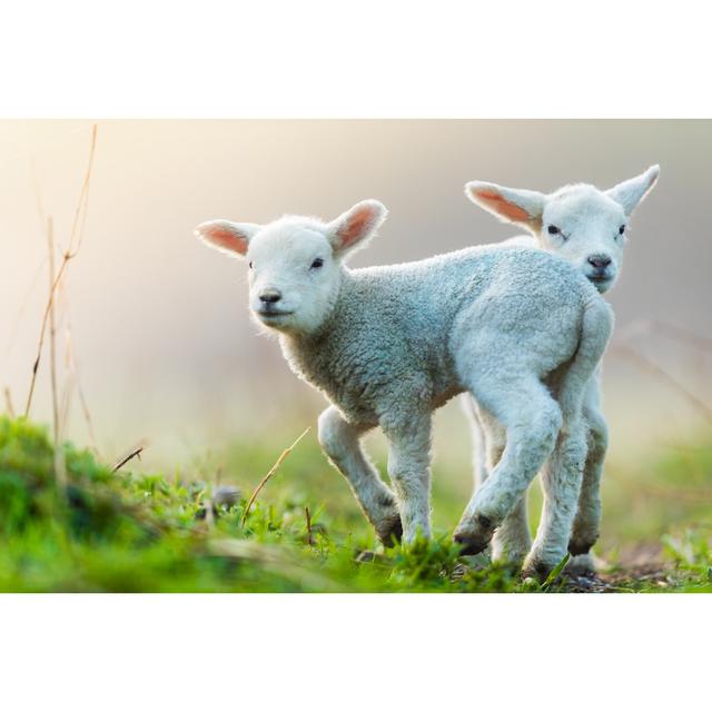 Cute Young Lambs on Pasture by Jag_cz - Wrapped Canvas Photograph August Grove Size: 20cm H x 30cm W x 3.8cm D on Productcaster.