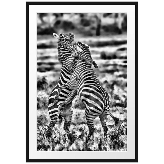 Gerahmtes Poster Kämpfende Zebras East Urban Home Größe: 100 cm H x 70 cm B on Productcaster.