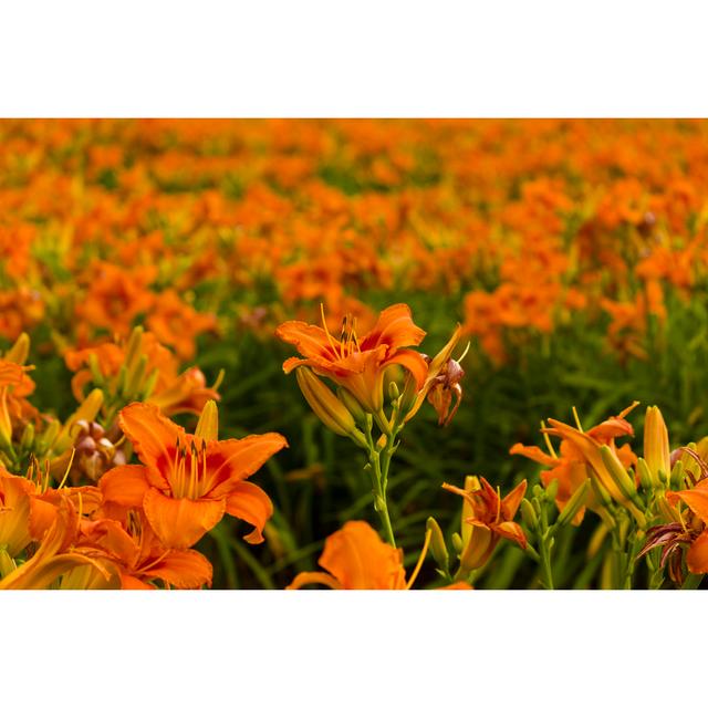 Thinh Field Of Daylilies by BSPollard - Wrapped Canvas Photograph Latitude Run Size: 76cm H x 51cm W x 3.8cm D on Productcaster.