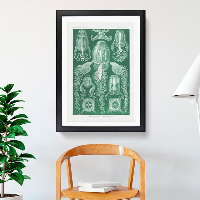 Cube Jellyfish by Ernst Haeckel - Picture Frame Graphic Art East Urban Home Frame Option: Black Framed, Size: 48cm H x 36cm W x 2cm D on Productcaster.