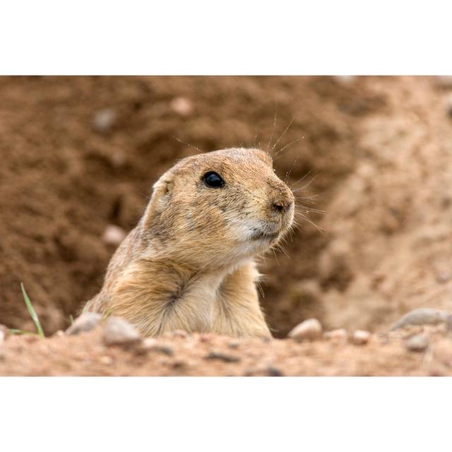 Black-tailed Prairie Dog by Milehightraveler - No Frame Print on Canvas 17 Stories Size: 61cm H x 91cm W on Productcaster.