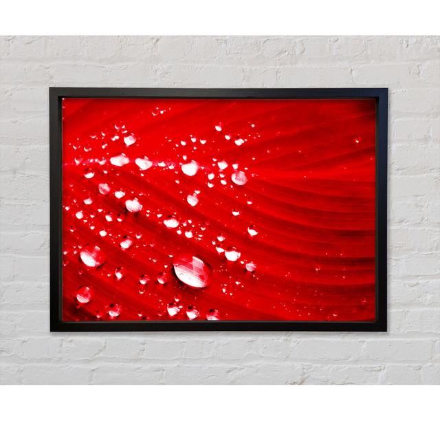 Red Water Droplets Framed Print Bright Star Size: 59.7cm H x 84.1cm W on Productcaster.