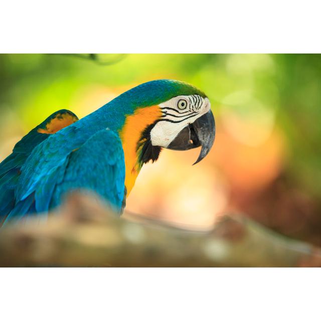 Gold And Blue Macaw - Print 17 Stories Size: 30cm H x 46cm W x 3.8cm D on Productcaster.