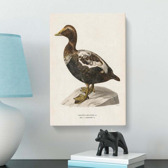 An Eider Duck by Von Wright - Wrapped Canvas Graphic Art Print East Urban Home Size: 91cm H x 60cm W x 3cm D on Productcaster.