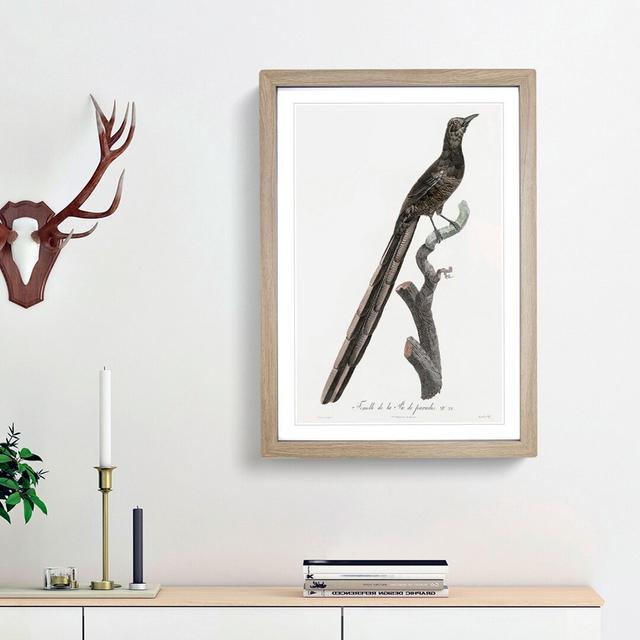 A Magpie Bird of Paradise by Jacques Barraband - Picture Frame Painting Print on Paper East Urban Home Size: 45cm H x 33cm W x 2cm D, Frame Option: Oa on Productcaster.