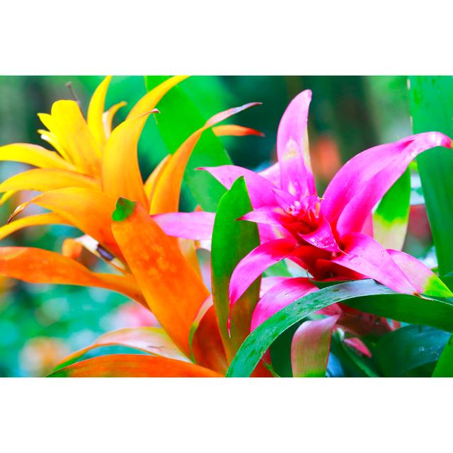 Idyllic Bromeliad Flower by Agustavop - No Frame Art Prints on Canvas 17 Stories Size: 20cm H x 30cm W on Productcaster.