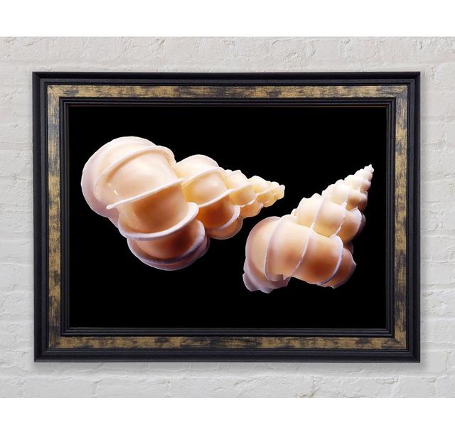 Beautiful Shell Duo Framed Print Bright Star Size: 84.1cm H x 142.2cm W on Productcaster.