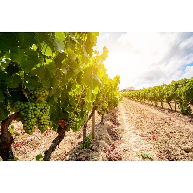 Leinwandbild Old Vineyards with Wine Grapes in the Alentejo Wine Region Near Evora Portugal Europe Ebern Designs Größe: 81 cm H x 122 cm B x 3,8 cm T on Productcaster.