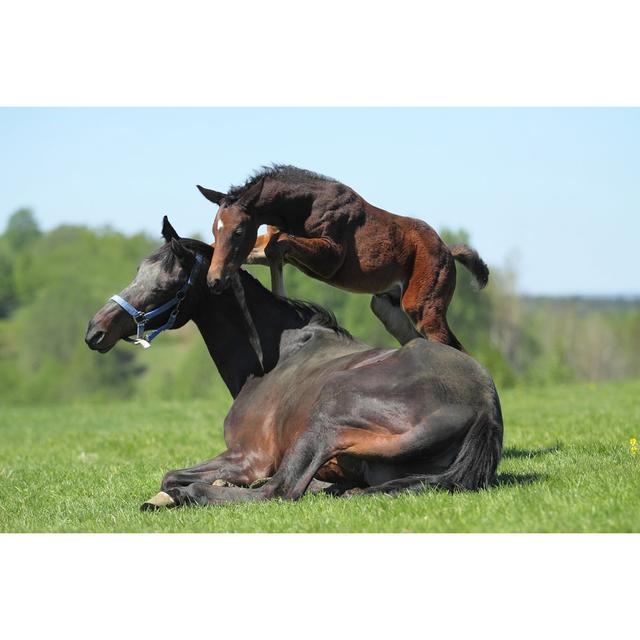 Mare and Colt by Edoma - Wrapped Canvas Photograph August Grove Size: 51cm H x 76cm W x 3.8cm D on Productcaster.