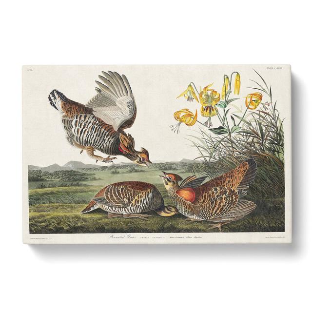 Pinnated Grouse Birds by John Audubon - Wrapped Canvas Painting Print East Urban Home Size: 35cm H x 50cm W x 3cm D on Productcaster.