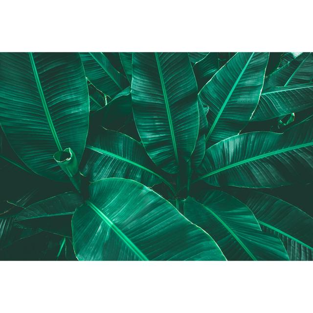 Tropical Banana Leaf by Thanabodin Jittrong - Wrapped Canvas Photograph Pergo Classics Size: 30cm H x 46cm W on Productcaster.