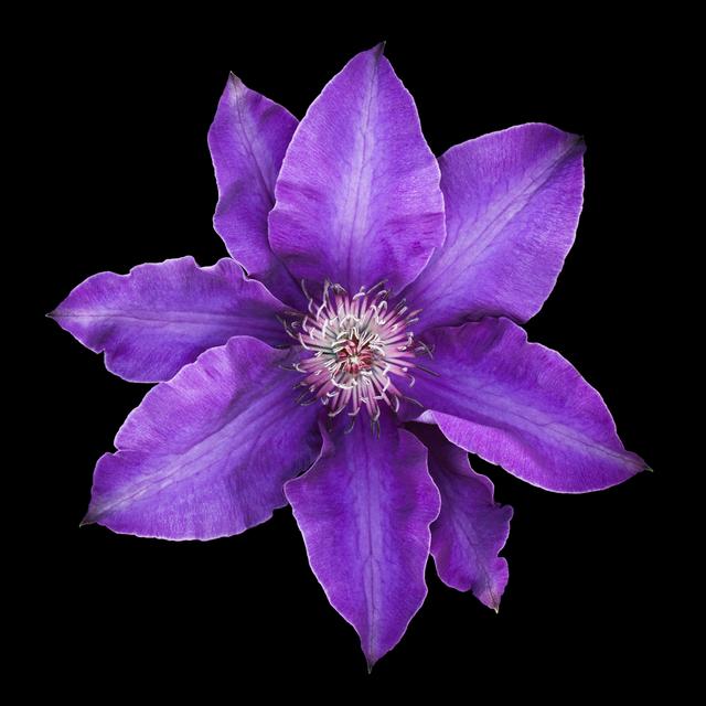 Purple Clematis Flower by OGphoto - No Frame Art Prints on Canvas Ebern Designs Size: 20cm H x 20cm W on Productcaster.