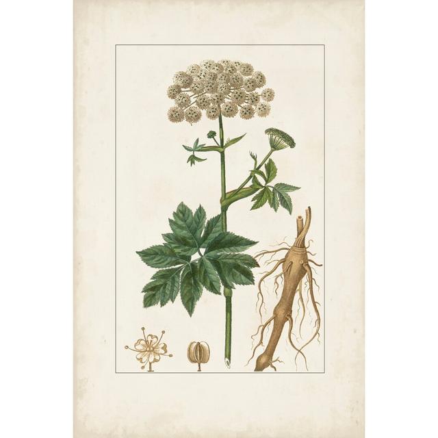 Antique Turpin Botanical I by Turpin - Wrapped Canvas Art Prints Rosalind Wheeler Size: 76cm H x 51cm W on Productcaster.