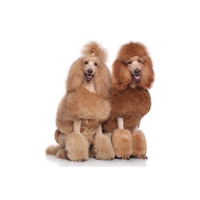 Two Standard Poodles by Fotojagodka - Wrapped Canvas Print 17 Stories Size: 61cm H x 91cm W on Productcaster.