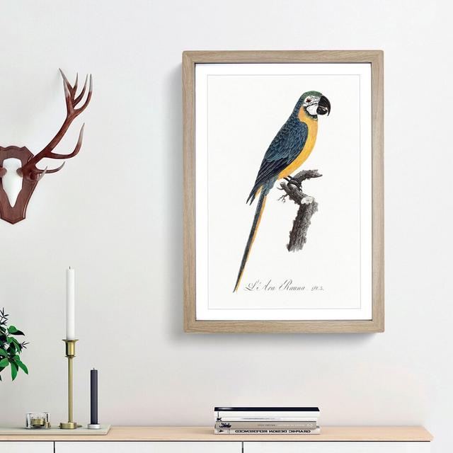 Blue and Yellow Macaw Parrot by F. Levaillant - Picture Frame Painting Print East Urban Home Frame Option: Oak Framed, Size: 36cm H x 27cm W x 2cm D on Productcaster.