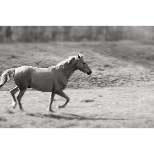 Pasture Run by Sue Schlabach - Wrapped Canvas Photograph Print Blue Elephant Size: 81cm H x 122cm W on Productcaster.