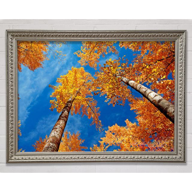 High Above The Tree Tops - Single Picture Frame Art Prints Bright Star Size: 84.1cm H x 118.9cm W on Productcaster.