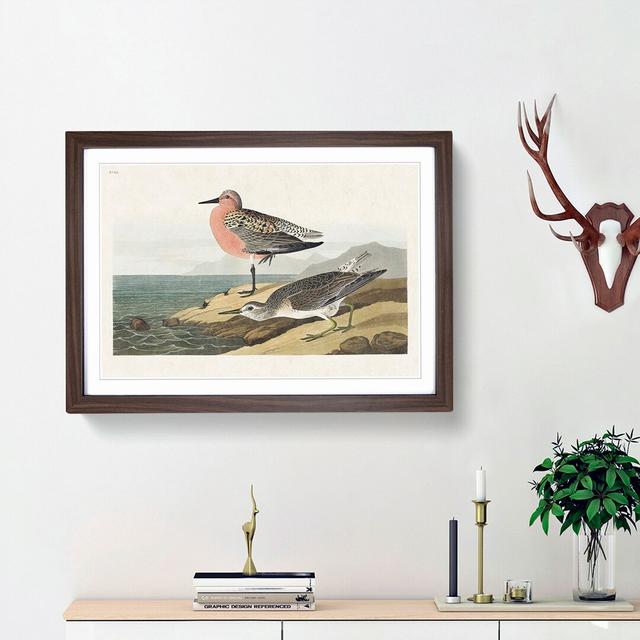 Red-Breasted Sandpiper by John James Audubon - Picture Frame Painting Print East Urban Home Size: 48cm H x 65cm W x 2cm D, Frame Option: Walnut Framed on Productcaster.