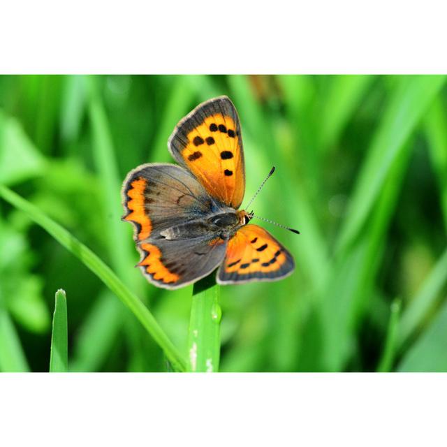 Charmant Small Copper Butterfly - Wrapped Canvas Print 17 Stories Size: 61cm H x 91cm W x 3.8cm D on Productcaster.