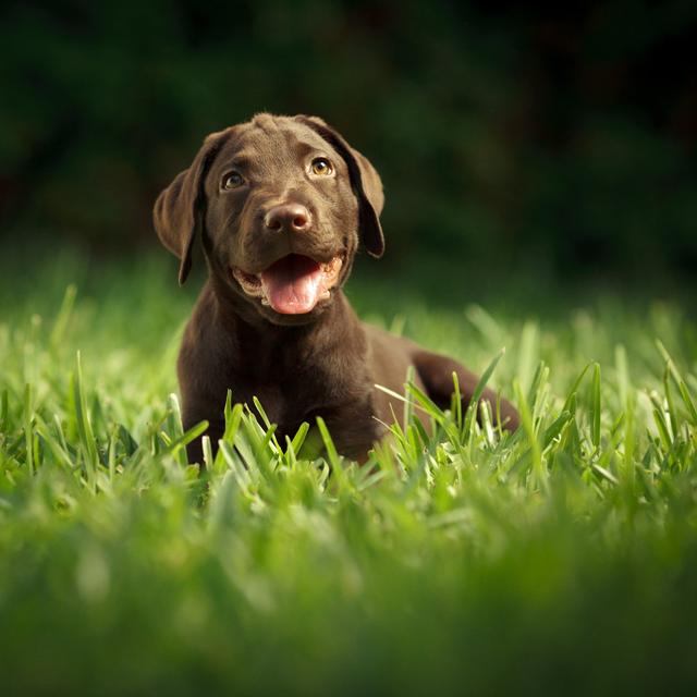 Chocolate Puppy by THEPALMER - No Frame Print on Canvas 17 Stories Size: 91cm H x 91cm W on Productcaster.