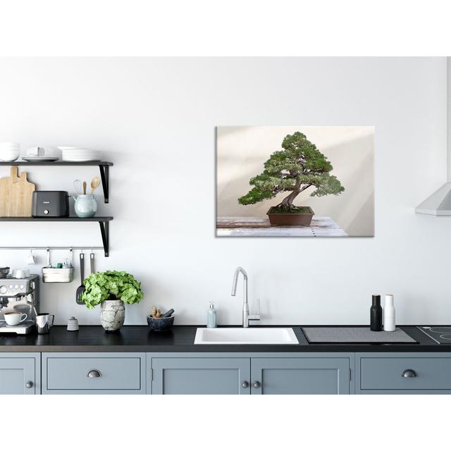 Bonsai Tree - Unframed Photograph on Glass Latitude Vive Colour: Dark Green, Size: 60cm H x 80cm W x 0.4cm D on Productcaster.