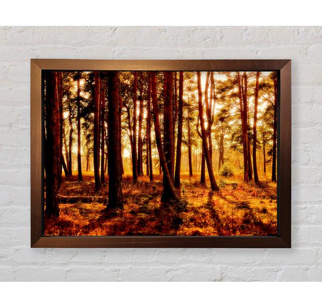 Woodlands Morning Shadows - Single Picture Frame Art Prints Bright Star Size: 100cm H x 141.4cm W on Productcaster.