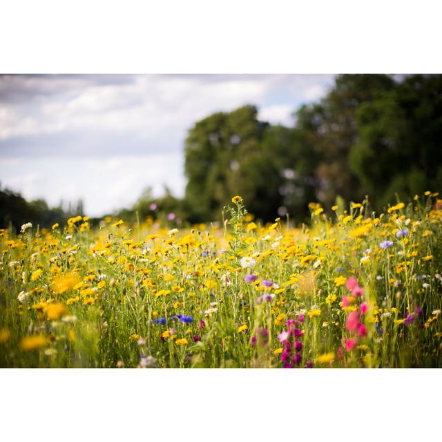 Meadow of Wild Flowers - Wrapped Canvas Photograph Ebern Designs Size: 61cm H x 91cm W x 3.8cm D on Productcaster.