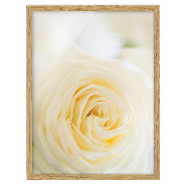 White Rose - Picture Frame Graphic Art Mercer41 Size: 55cm H x 40cm W x 2cm D, Frame Option: Brown Framed on Productcaster.