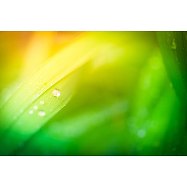 Morning Dew On Blades Of Grass - Wrapped Canvas Art Prints 17 Stories Size: 81cm H x 122cm W x 3.8cm D on Productcaster.