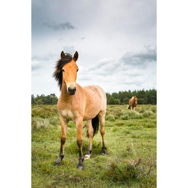 New Forest Ponies by - Wrapped Canvas Photograph Natur Pur Size: 30cm H x 20cm W on Productcaster.