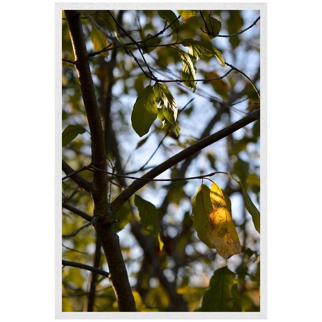 Eggertsville Tree Leaves In The Sunshine Nature Photography, Leaves And Branches - Single Picture Frame Art Prints Latitude Run Size: 46cm H x 31cm W on Productcaster.