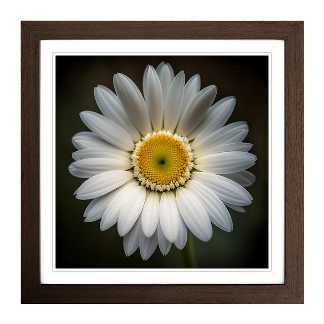 Daisy Photograph No.1 - Single Picture Frame Art Prints on Wood 17 Stories Frame Colour: Walnut on Productcaster.