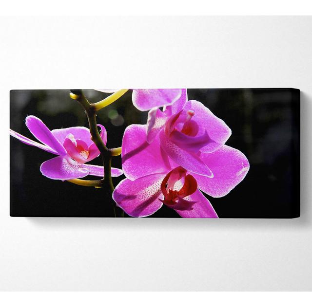 Orchid in Sunlight - Wrapped Canvas Art Prints Ebern Designs Size: 81.3cm H x 183cm W x 10cm D on Productcaster.