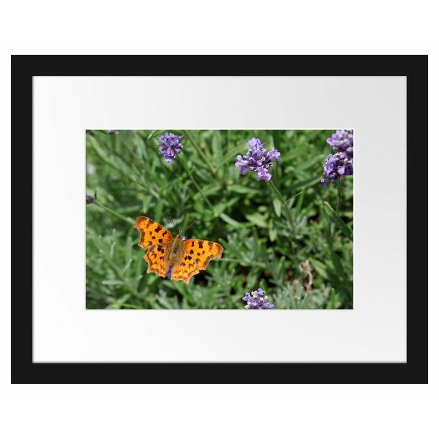 Schmetterling in Blumenwiese Gerahmter Fotodruck Poster East Urban Home Farbe: Orange/Grün, Größe: 30 cm H x 38 cm B x 2,5 cm T on Productcaster.