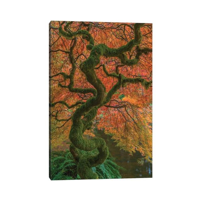 USA, Washington State, Bainbridge Island. Japanese Maple Tree In Fall. by Jaynes Gallery - Wrapped Canvas Gallery-Wrapped Canvas Giclée Alpen Home Siz on Productcaster.