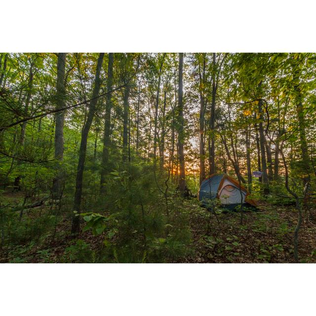 Sonnenaufgang im Wald von BeachcottagePhotography - Kunstdrucke ohne Rahmen auf Leinwand Alpen Home Größe: 50 cm H x 75 cm B on Productcaster.