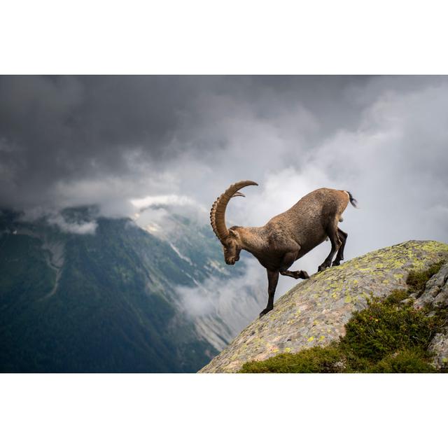 Alpiner Steinbock auf einem Berg von Nikpal - Drucken Alpen Home Größe: 20 cm H x 30 cm B on Productcaster.