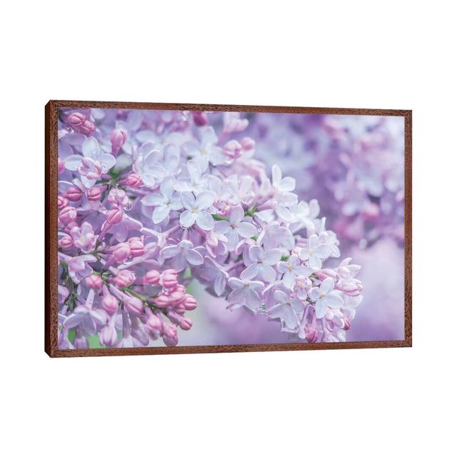 USA, Washington State, Seattle. Kubota Garden, Lilac Close Up by Rob Tilley - Art Prints on Canvas Ebern Designs Size: 45.72cm H x 66.04cm W x 3.81cm on Productcaster.